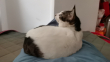 ͷ��