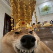 ͷ��