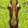 ͷ