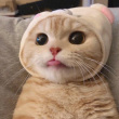 ͷ��