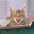 ͷ