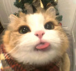 ͷ��
