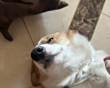 ͷ
