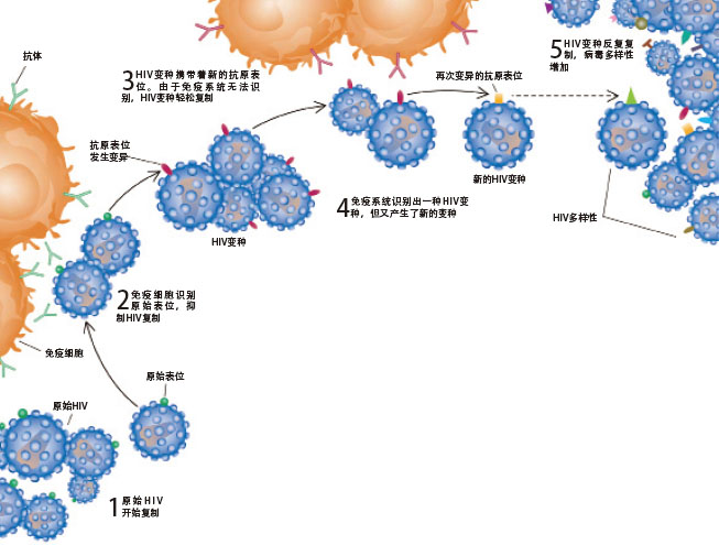 hiv4.jpg