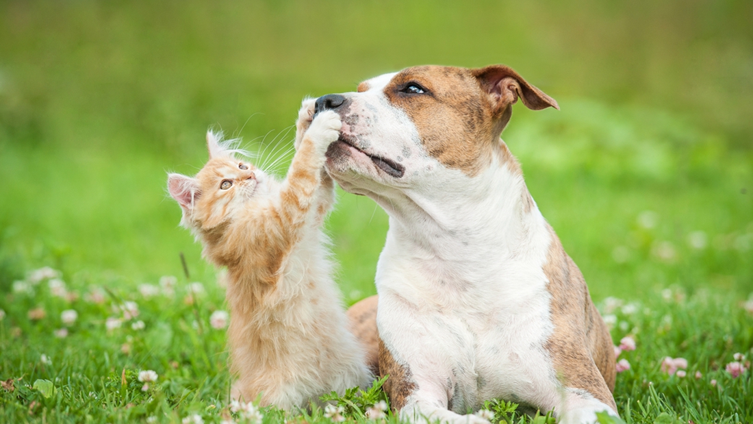 原来狗也会嫉妒？——关于汪星人的三个有趣研究