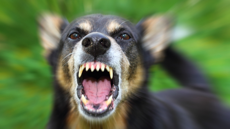 关于狂犬病,有哪些你不知道的冷知识?的头图