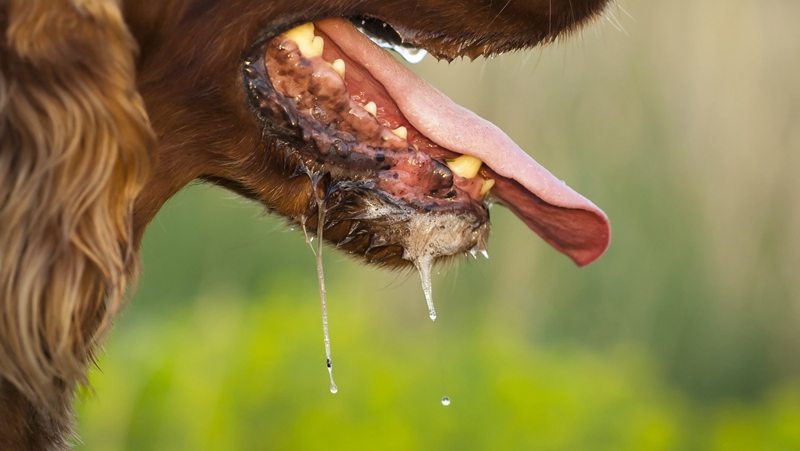关于狂犬病的误区，你知道多少？