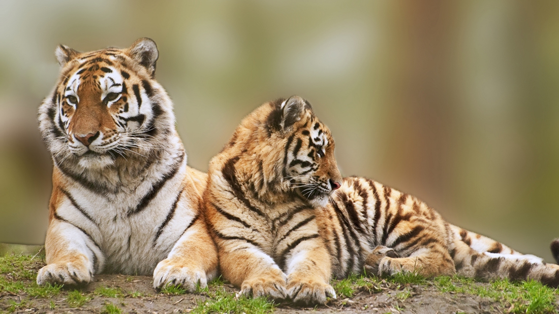 【世界爱虎日】日渐式微的万兽之王，它的路还能走多久？