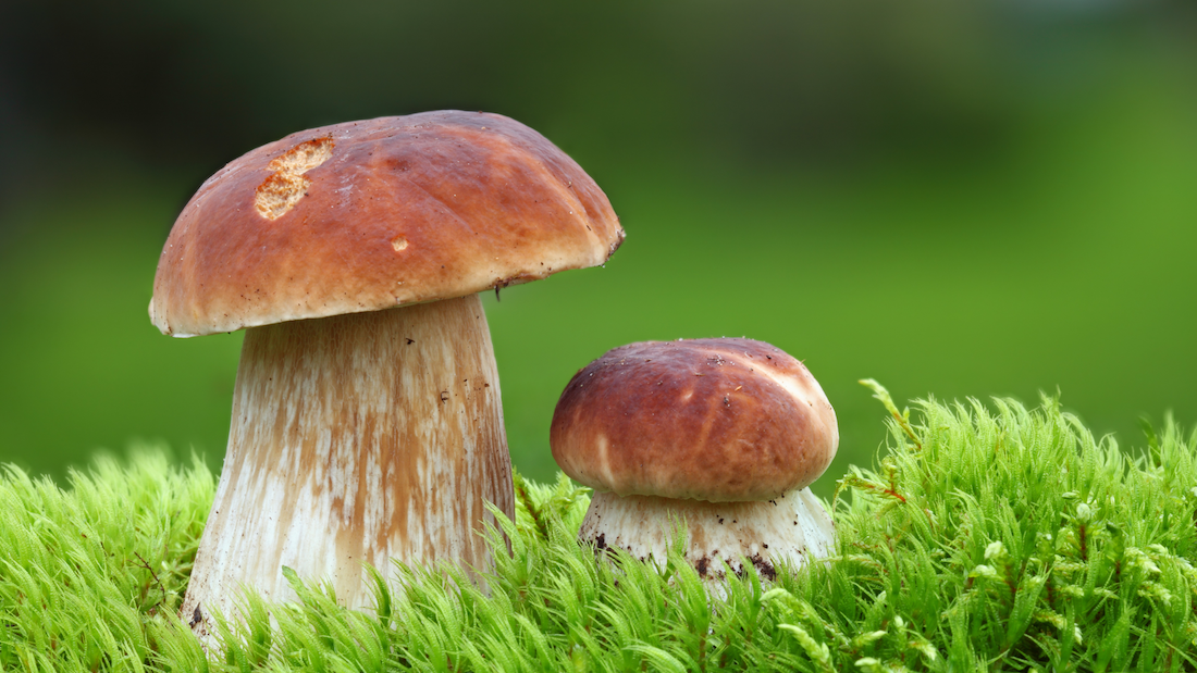 好奇！蘑菇是植物吗？真菌究竟是怎么生活的？