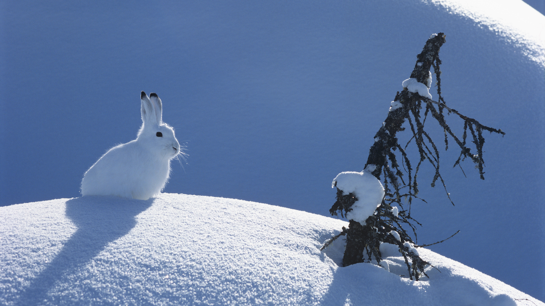 没有暖气和秋裤，它们是怎么过冬的？