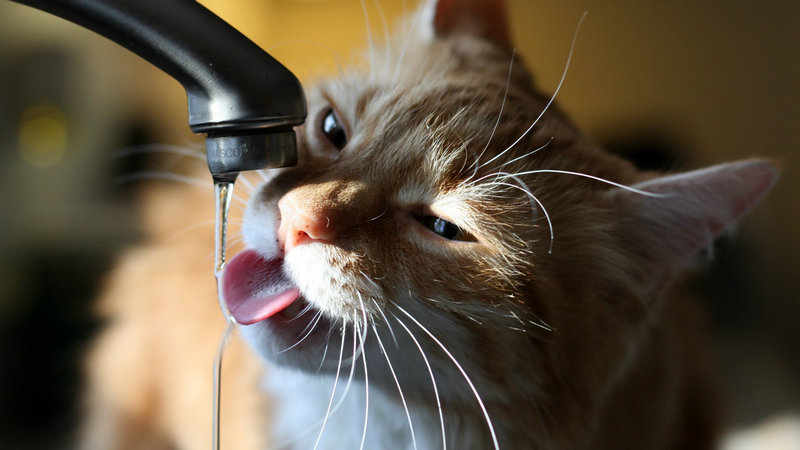 猫“怕”水吗？