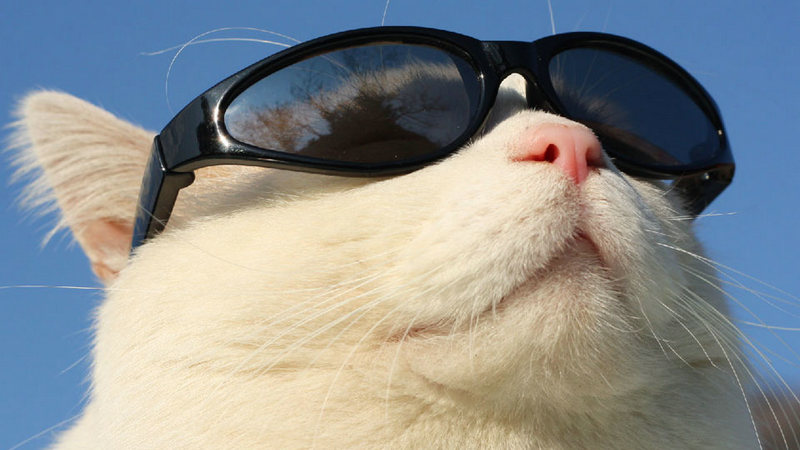 你那么傲娇给谁看？