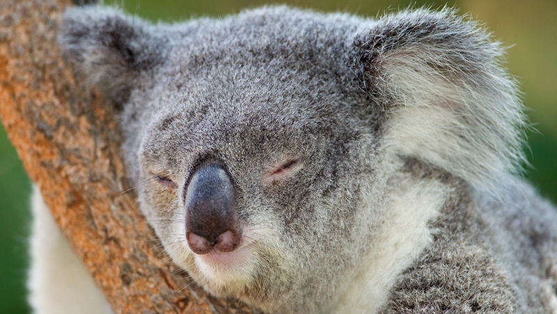 哪些动物堪称睡神？