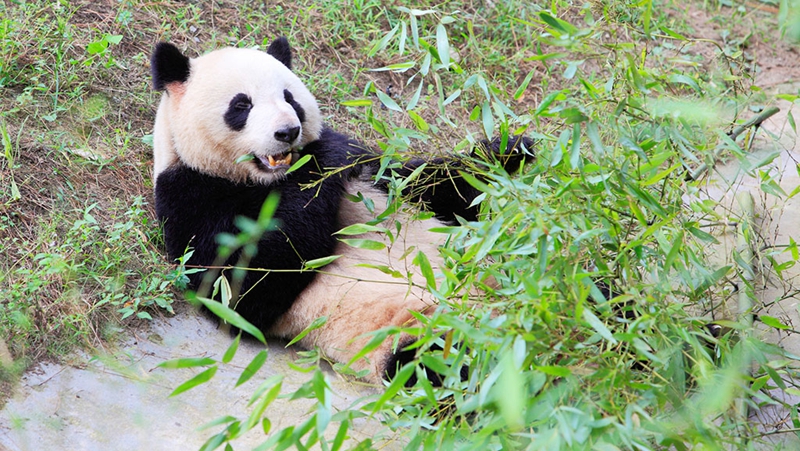 吃饭快就容易长胖吗?