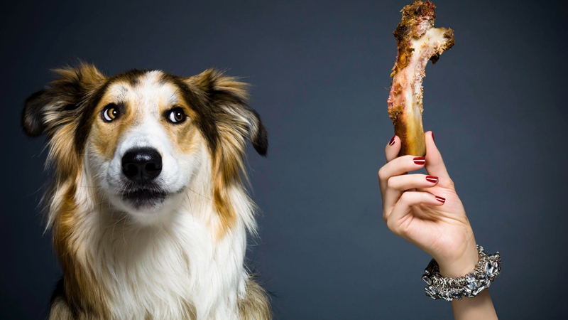 狗肉可食？不可食？