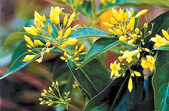 断肠草是什么植物？真的可以让人中毒、断肠吗？