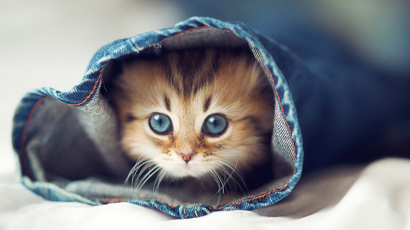 以毛取猫，颜色表现性格？