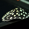 就是注意找对平台 水族资讯 就是注意找对平台 水族资讯